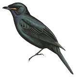 Purple-throated Cuckooshrike Illustration