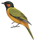 Western Wattled Cuckooshrike Illustration