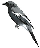 White-winged Cuckooshrike Illustration