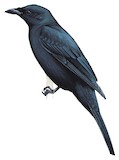 Blackish Cuckooshrike Illustration