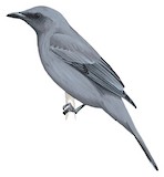 Grey-headed Cuckooshrike Illustration