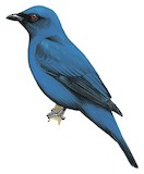 Blue Cuckooshrike Illustration