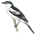 White-shouldered Triller Illustration