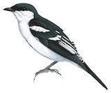 Black-browed Triller Illustration