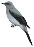 Black-winged Cuckooshrike Illustration