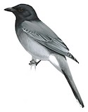 Black-headed Cuckooshrike Illustration