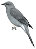 Indochinese Cuckooshrike Illustration