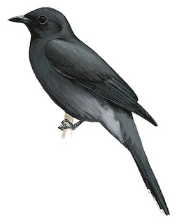 Lalage fimbriata fimbriata