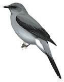 Lesser Cuckooshrike Illustration