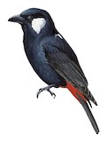 Lowland Peltops Illustration