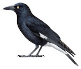 Pied Currawong Illustration