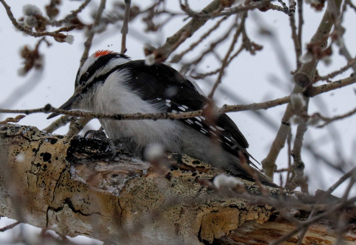 Hairy Woodpecker (Rocky Mts.) - Susan Mac