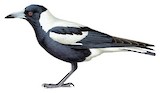 Australian Magpie Illustration