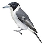 Grey Butcherbird Illustration