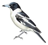 Black-backed Butcherbird Illustration