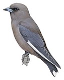 Dusky Woodswallow Illustration