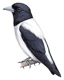 White-backed Woodswallow Illustration