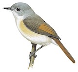 Red-tailed Newtonia Illustration