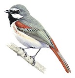 Red-tailed Vanga Illustration