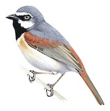 Red-shouldered Vanga Illustration