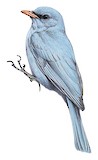 Nuthatch Vanga Illustration