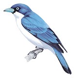 Madagascar Blue Vanga Illustration