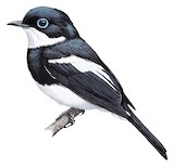 Ward's Flycatcher Illustration