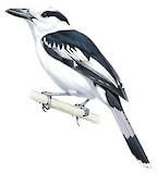 Hook-billed Vanga Illustration