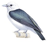 White-headed Vanga Illustration