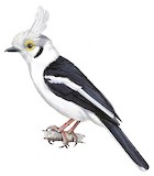 White-crested Helmetshrike Illustration