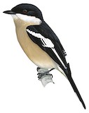 Bar-winged Flycatcher-shrike Illustration