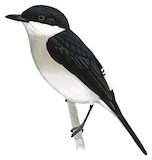 Black-winged Flycatcher-shrike Illustration