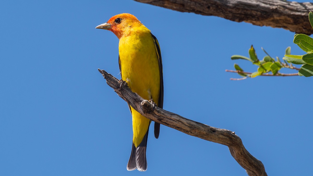 Western Tanager - Jim Gain