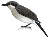 Malabar Woodshrike Illustration