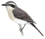 Common Woodshrike Illustration