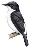 African Shrike-flycatcher Illustration