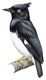 Black-and-white Shrike-flycatcher Illustration