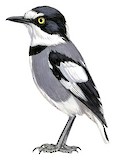 White-tailed Shrike Illustration