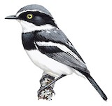 Chinspot Batis Illustration