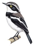 Senegal Batis Illustration