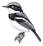 Grey-headed Batis Illustration