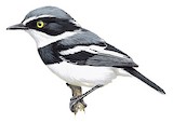 Pale Batis Illustration