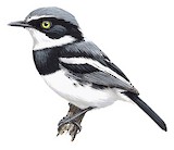 Pririt Batis Illustration