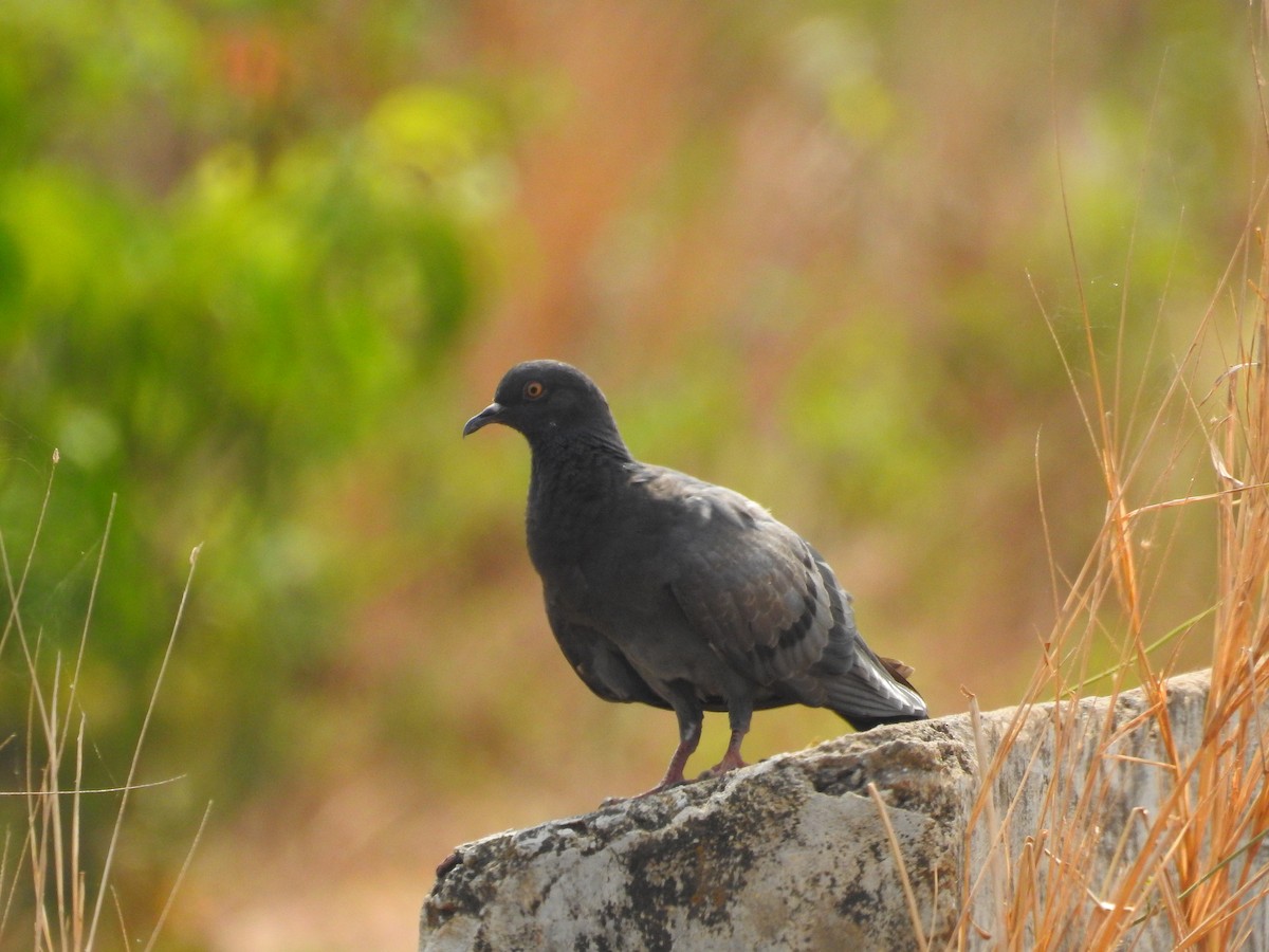 Rock Pigeon (Feral Pigeon) - Afsar Nayakkan