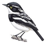 West African Batis Illustration