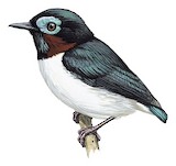 Red-cheeked Wattle-eye Illustration