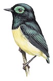 Black-necked Wattle-eye Illustration