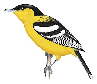 White-tailed Iora