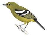 Green Iora Illustration