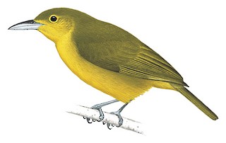 Aegithina lafresnayei innotata